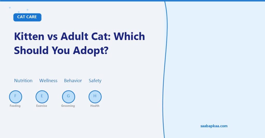 Kitten vs Adult Cat: Which Should You Adopt? - saabapkaa.com