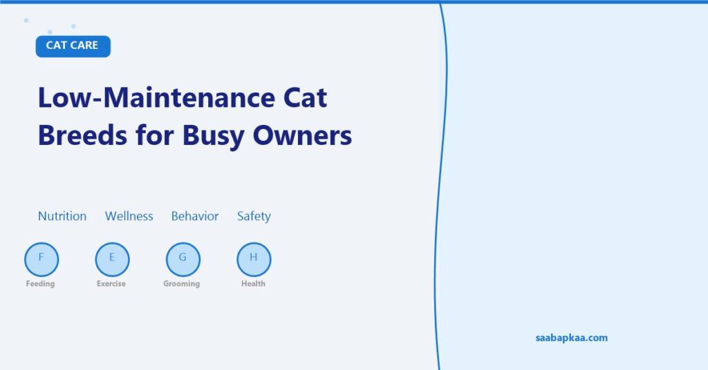 Low-Maintenance Cat Breeds for Busy Owners - saabapkaa.com