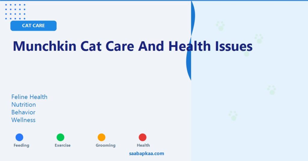 Munchkin Cat Care And Health Issues - saabapkaa.com