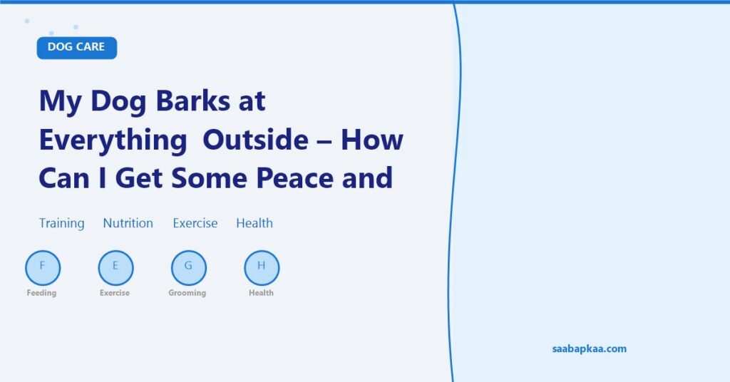 My Dog Barks at Everything Outside - How Can I Get Some Peace and Quiet? - saabapkaa.com