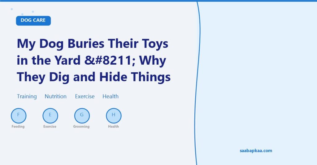 My Dog Buries Their Toys in the Yard – Why They Dig and Hide Things - saabapkaa.com