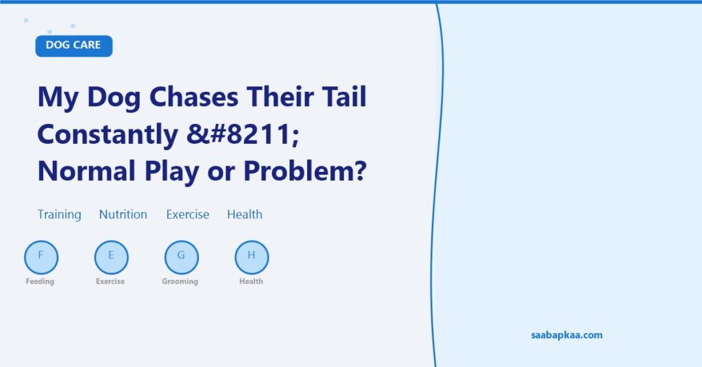 My Dog Chases Their Tail Constantly – Normal Play or Problem? - saabapkaa.com