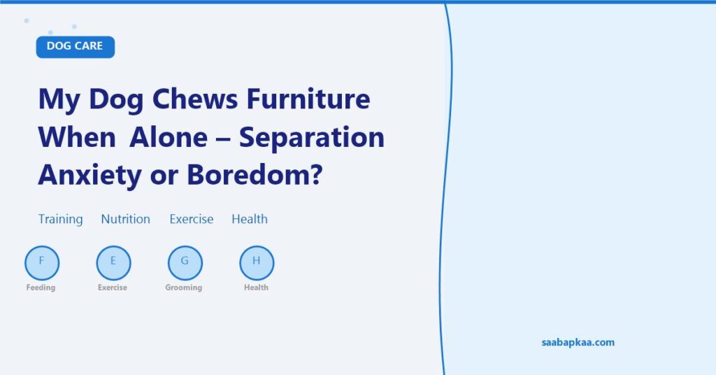 My Dog Chews Furniture When Alone - Separation Anxiety or Boredom? - saabapkaa.com