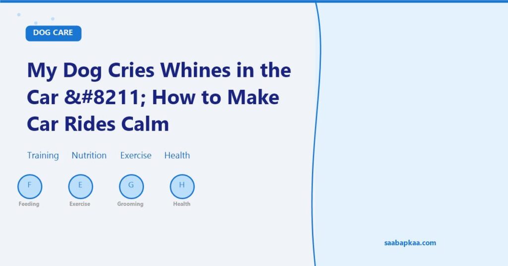 My Dog Cries Whines in the Car – How to Make Car Rides Calm - saabapkaa.com