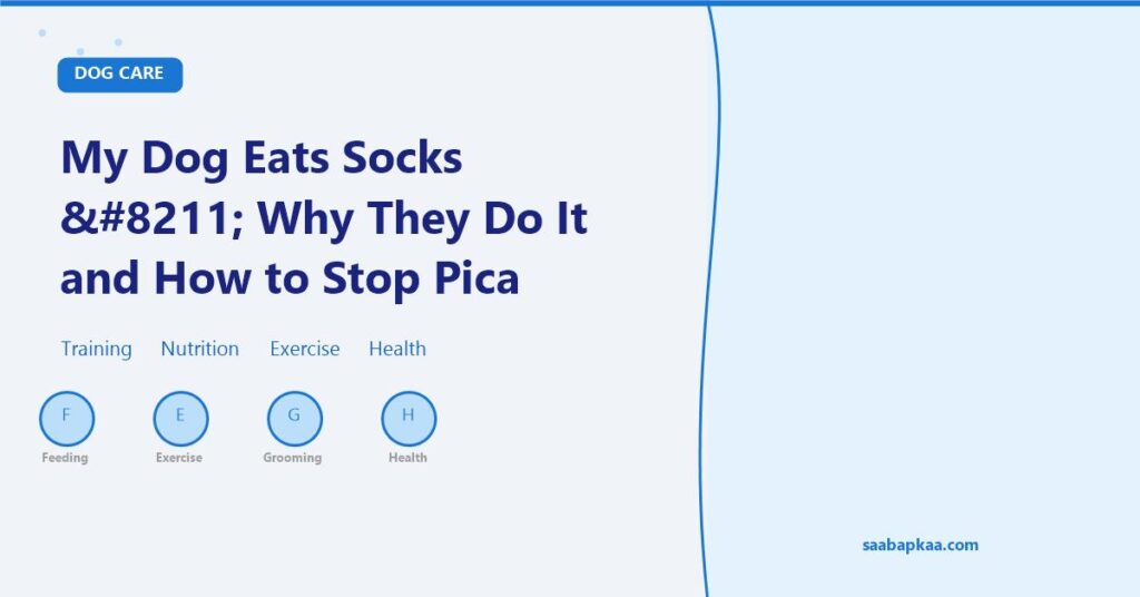 My Dog Eats Socks – Why They Do It and How to Stop Pica - saabapkaa.com