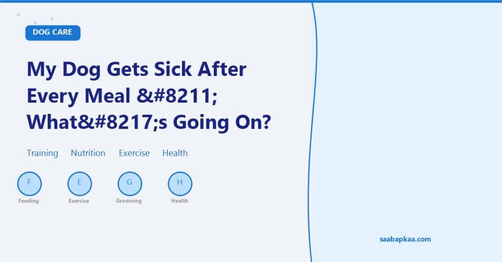 My Dog Gets Sick After Every Meal – What’s Going On? - saabapkaa.com