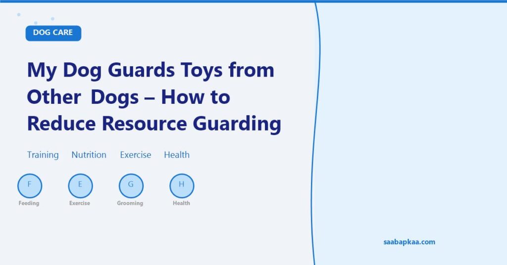 My Dog Guards Toys from Other Dogs - How to Reduce Resource Guarding - saabapkaa.com