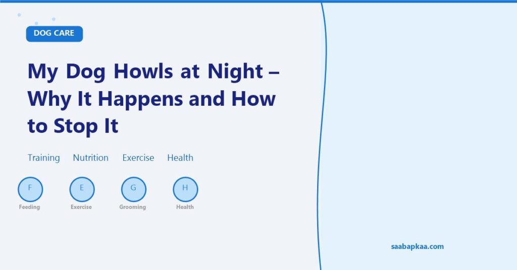My Dog Howls at Night - Why It Happens and How to Stop It - saabapkaa.com