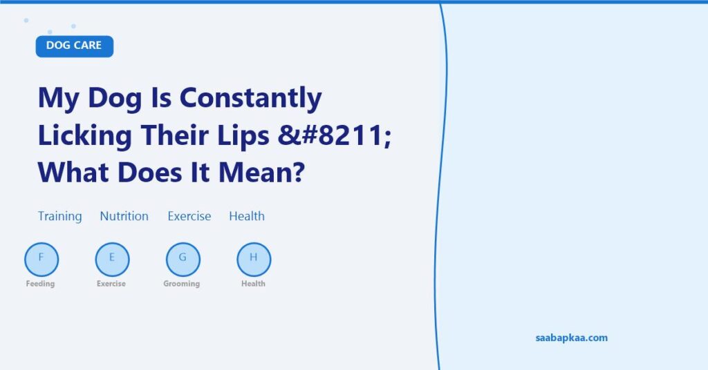 My Dog Is Constantly Licking Their Lips – What Does It Mean? - saabapkaa.com