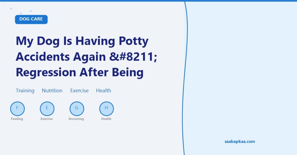 My Dog Is Having Potty Accidents Again – Regression After Being Trained - saabapkaa.com