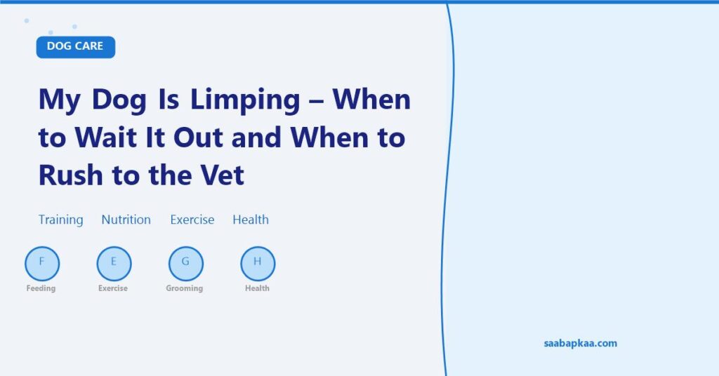My Dog Is Limping - When to Wait It Out and When to Rush to the Vet - saabapkaa.com