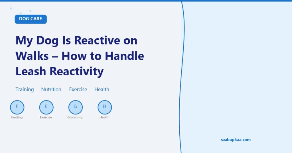 My Dog Is Reactive on Walks - How to Handle Leash Reactivity - saabapkaa.com