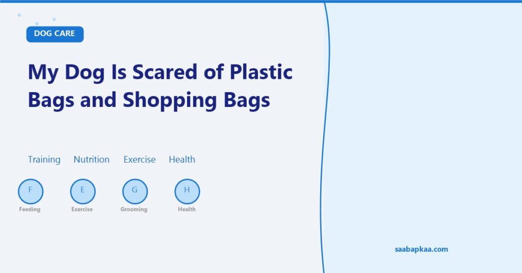 My Dog Is Scared of Plastic Bags and Shopping Bags - saabapkaa.com
