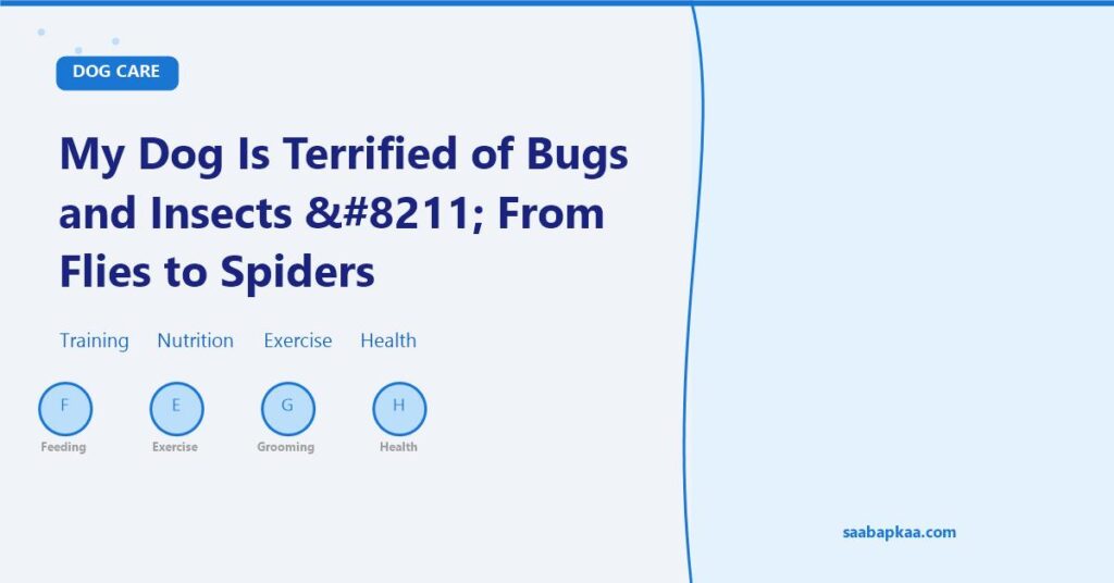 My Dog Is Terrified of Bugs and Insects – From Flies to Spiders - saabapkaa.com
