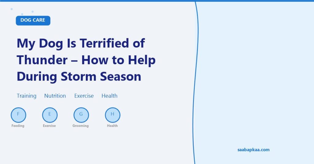 My Dog Is Terrified of Thunder - How to Help During Storm Season - saabapkaa.com