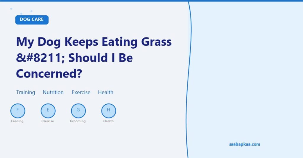 My Dog Keeps Eating Grass – Should I Be Concerned? - saabapkaa.com