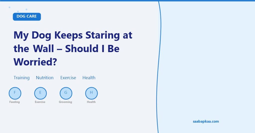 My Dog Keeps Staring at the Wall - Should I Be Worried? - saabapkaa.com