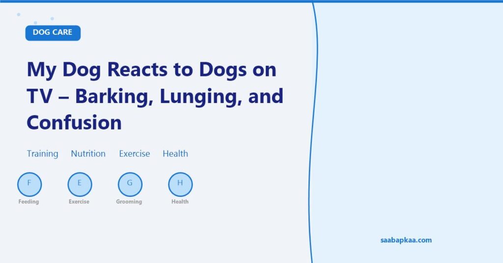My Dog Reacts to Dogs on TV - Barking, Lunging, and Confusion - saabapkaa.com