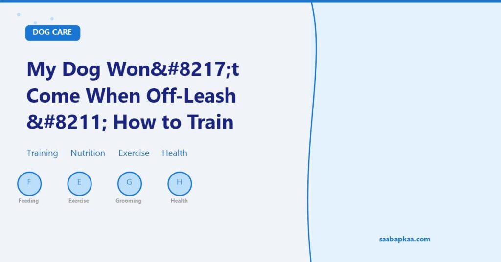 My Dog Won’t Come When Off-Leash – How to Train Reliable Recall - saabapkaa.com