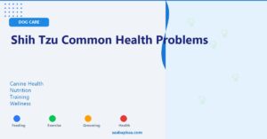 Shih Tzu Common Health Problems - saabapkaa.com