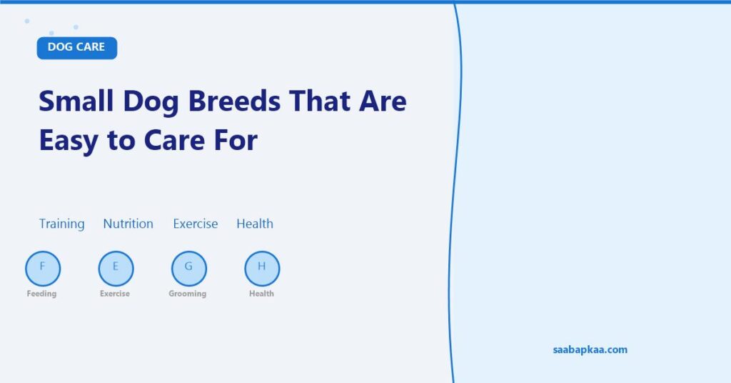 Small Dog Breeds That Are Easy to Care For - saabapkaa.com