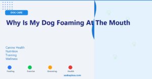 Why is my Dog Foaming at the Mouth - saabapkaa.com